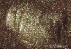 Arcane Magic: Velveteen Werewolf Loose Eye Shadow