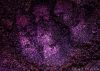 Arcane Magic: Devilish Debutante